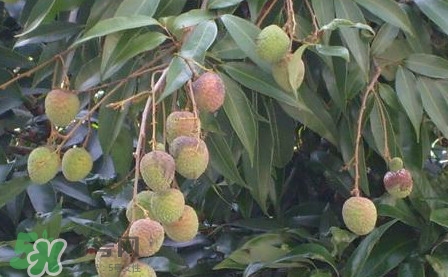 黑葉荔枝有什么特點(diǎn)？黑葉荔枝的功效