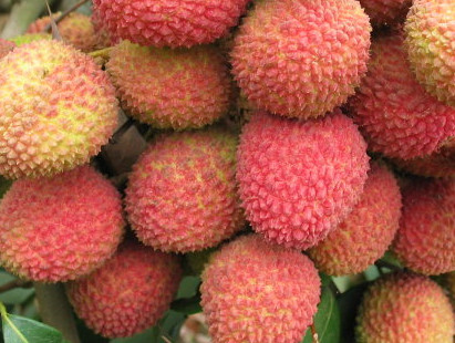 一顆掛綠荔枝樹大概產量多少？掛綠荔枝與妃子笑荔枝區(qū)別