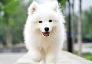 薩摩耶貪吃嗎？薩摩耶為什么貪吃？