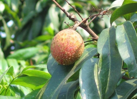 增城荔枝什么時候成熟？增城的荔枝品種有哪些？