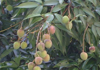 黑葉荔枝有什么特點(diǎn)？黑葉荔枝的功效