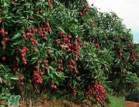 從化荔枝品種有哪些？從化哪里可以摘荔枝