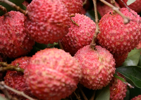 增城荔枝什么時候成熟？增城的荔枝品種有哪些？