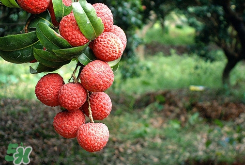 從化荔枝幾月熟？從化荔枝什么時(shí)候成熟