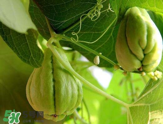 佛手與佛手瓜有什么區(qū)別？佛手與佛手鉗有什么區(qū)別