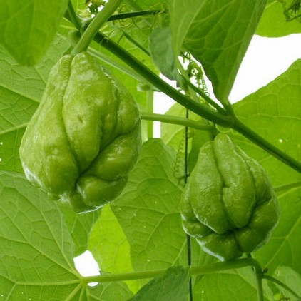 佛手瓜是涼性還是熱性？佛手瓜是什么樣子？