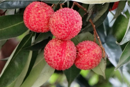 增城荔枝什么時候成熟？增城的荔枝品種有哪些？