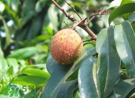 增城掛綠荔枝最貴多少錢(qián)？掛綠荔枝和普通荔枝有什么區(qū)別