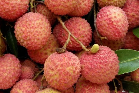 增城荔枝什么時候成熟？增城的荔枝品種有哪些？