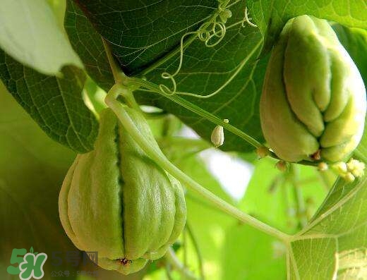 佛手瓜有沒有毒？佛手瓜吃了會致癌嗎？