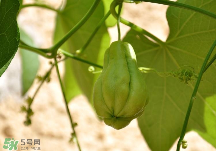 佛手瓜發(fā)芽了可以吃嗎？佛手瓜怎么吃？