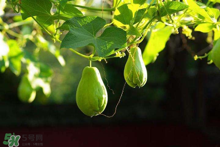 佛手瓜有沒有毒？佛手瓜吃了會致癌嗎？
