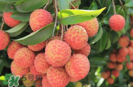 黑葉荔枝有什么特點(diǎn)？黑葉荔枝的功效