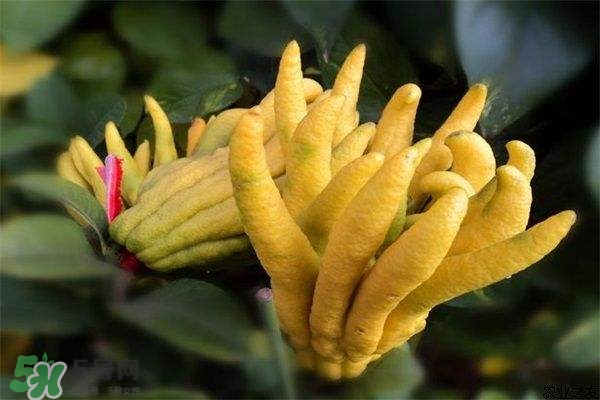 佛手與佛手瓜有什么區(qū)別？佛手與佛手鉗有什么區(qū)別