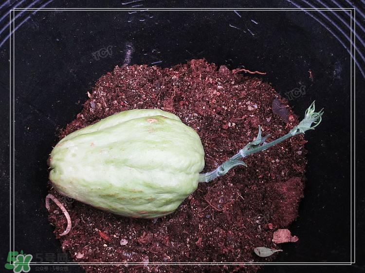 佛手瓜發(fā)芽了可以吃嗎？佛手瓜怎么吃？