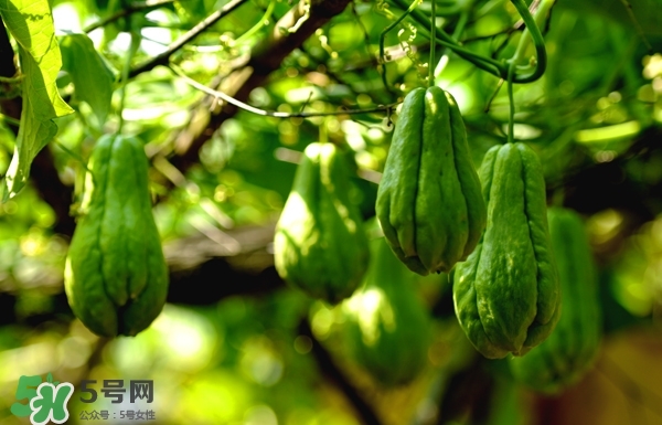 佛手與佛手瓜有什么區(qū)別？佛手與佛手鉗有什么區(qū)別