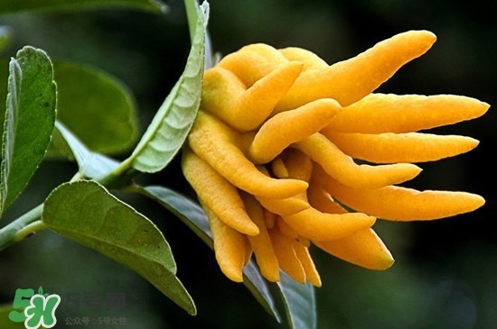 佛手與佛手瓜有什么區(qū)別？佛手與佛手鉗有什么區(qū)別