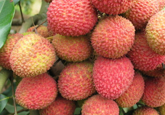 一顆掛綠荔枝樹大概產(chǎn)量多少？掛綠荔枝與妃子笑荔枝區(qū)別