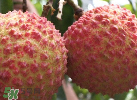 增城哪里可以摘荔枝？增城哪里有荔枝摘