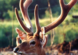 夏天可以吃鹿茸嗎？夏天吃鹿茸會怎么樣？