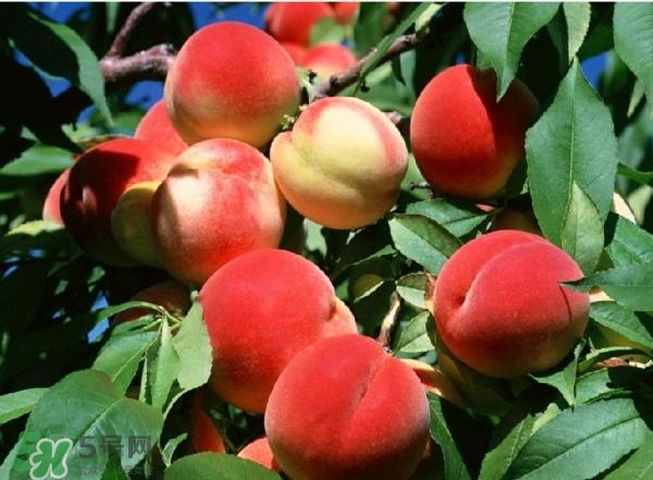 糖尿病人能吃桃子嗎？糖尿病人能吃什么水果？