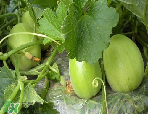 ?梨瓜怎么保存？?梨瓜可以放冰箱保鮮嗎？