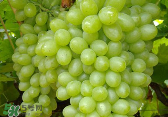 青提是轉基因嗎？青提怎么挑？