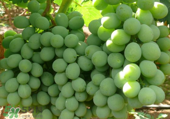 青提是轉基因嗎？青提怎么挑？