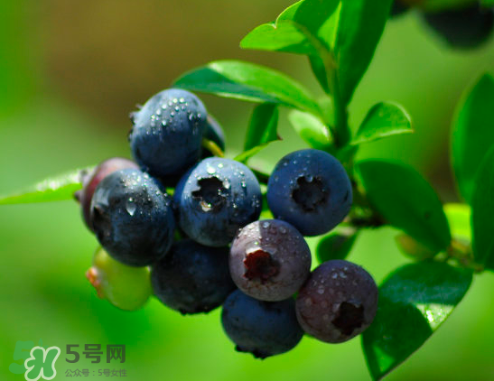 藍(lán)莓是酸的還是甜的？藍(lán)莓是甜的還是酸的？
