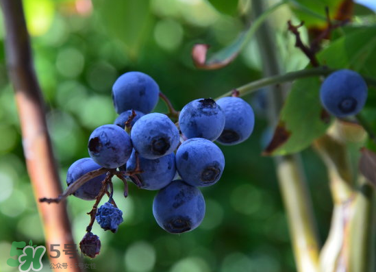 藍(lán)莓是酸的還是甜的？藍(lán)莓是甜的還是酸的？