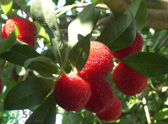 藍莓和楊梅能一起吃嗎？藍莓和楊梅可以一起泡酒嗎？