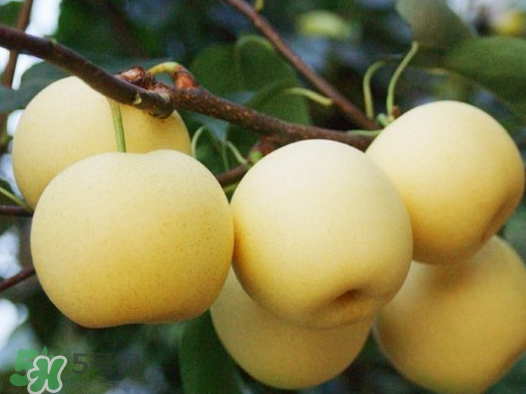 藍莓和梨子能一起吃嗎？藍莓雪梨果汁的做法