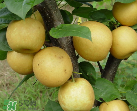 藍莓和梨子能一起吃嗎？藍莓雪梨果汁的做法