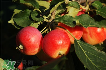 沙果是什么?沙果和海棠果的區(qū)別 沙果是什么?沙果和海棠果的區(qū)別