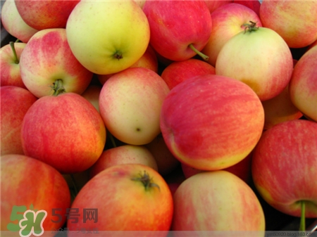 沙果是什么?沙果和海棠果的區(qū)別 沙果是什么?沙果和海棠果的區(qū)別