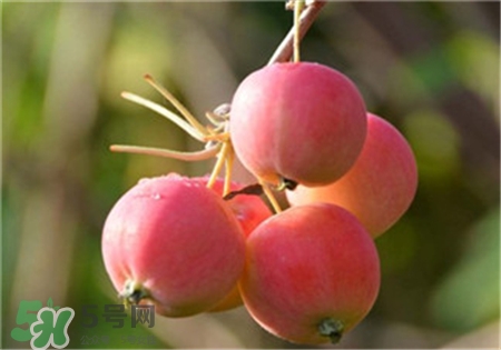 沙果是什么?沙果和海棠果的區(qū)別 沙果是什么?沙果和海棠果的區(qū)別