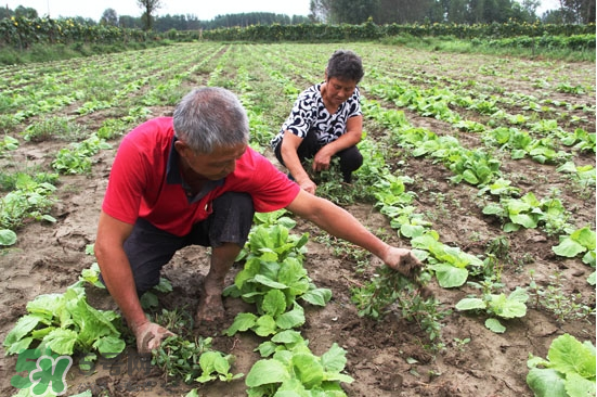 夏天可以種什么蔬菜？夏天適合種什么蔬菜？