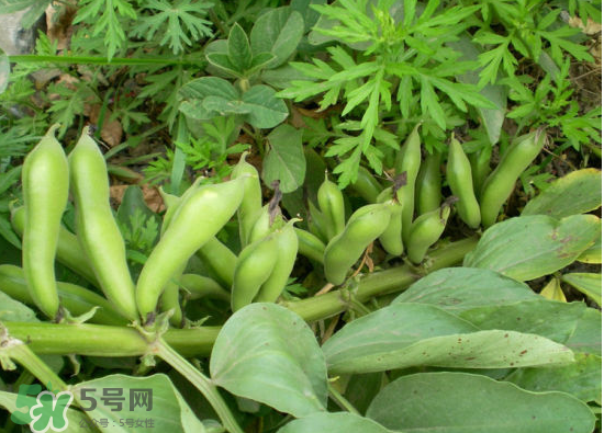 夏天可以種什么蔬菜？夏天適合種什么蔬菜？