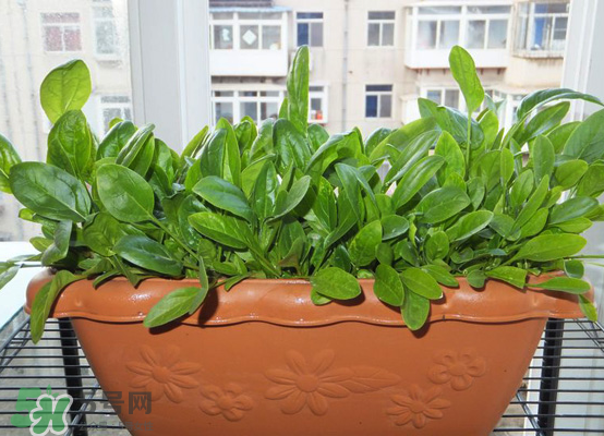 夏天可以種什么蔬菜？夏天適合種什么蔬菜？