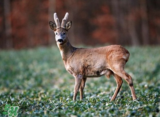 夏天可以吃鹿茸嗎？夏天吃鹿茸會怎么樣？