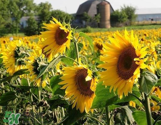 夏天可以種向日葵嗎？向日葵夏天能種嗎？