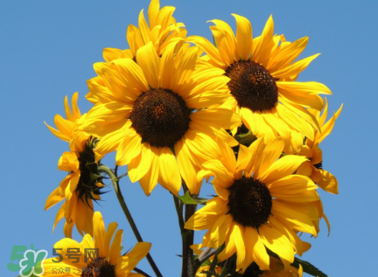 夏天可以種向日葵嗎？向日葵夏天能種嗎？