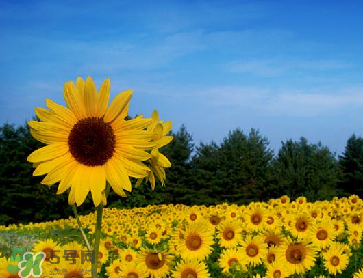 夏天可以種向日葵嗎？向日葵夏天能種嗎？