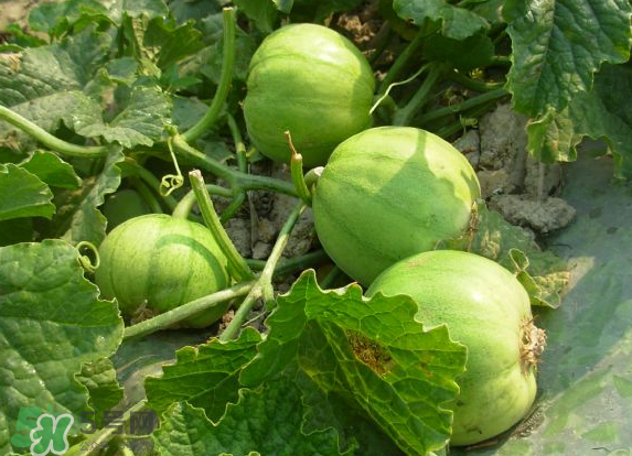 藍(lán)莓和香瓜能一起吃嗎？藍(lán)莓和香瓜能同時(shí)吃？