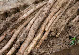 懷山藥可以生吃嗎？懷山藥怎么吃最好