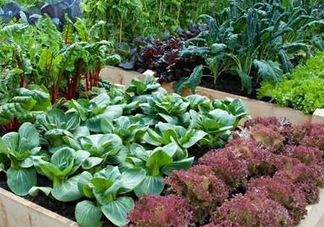 夏天可以種什么蔬菜？夏天適合種什么蔬菜？