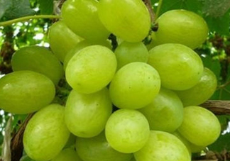 ?青提和葡萄有什么區(qū)別？?青提是葡萄嗎？