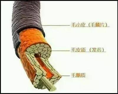 歐貝芙洗發(fā)水怎么樣？歐貝芙洗發(fā)水好用嗎