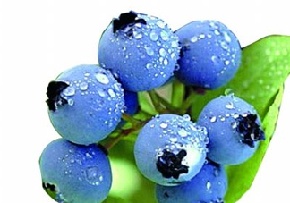 藍(lán)莓和楊梅能一起吃嗎？藍(lán)莓和楊梅可以一起泡酒嗎？