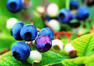 藍莓是酸的還是甜的？藍莓是甜的還是酸的？
